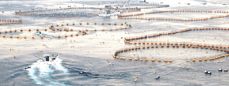 長崎、五島養殖場