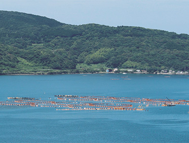 山口、油谷養殖場